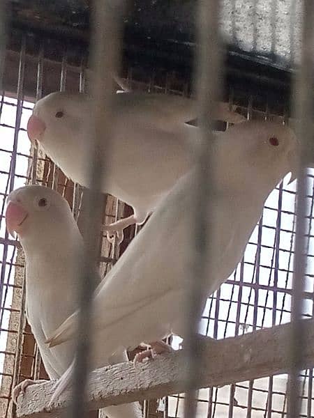 Silver Java | Fawn Java | Gray Java| Albino For Sale 3