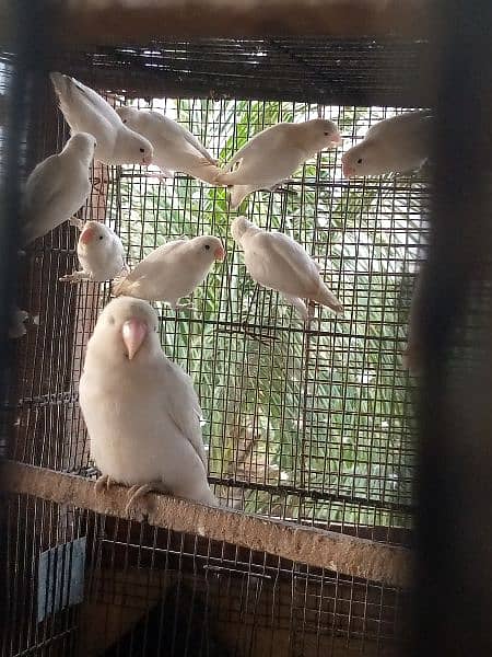 Silver Java | Fawn Java | Gray Java| Albino For Sale 10