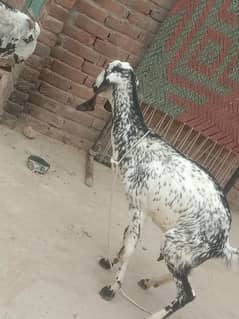 makhi chini Bakri urgent for sale call whattsapp 03014069121