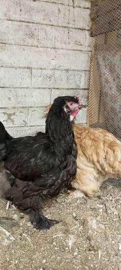 Golden buff hens for sale