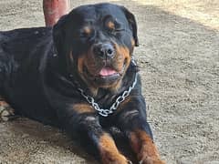 Female Rottweiler