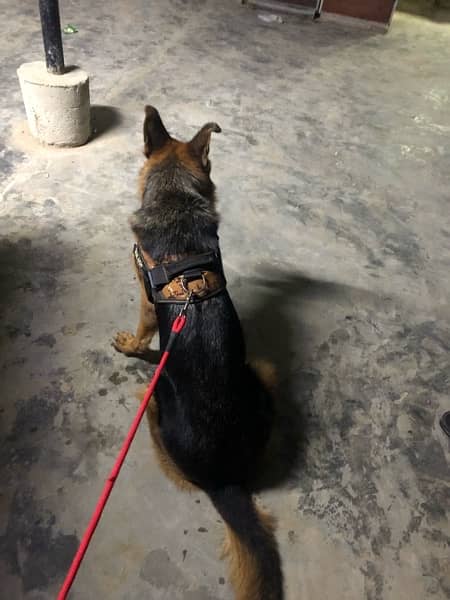 gsd 2year old best guarding trained and no pedigree 2