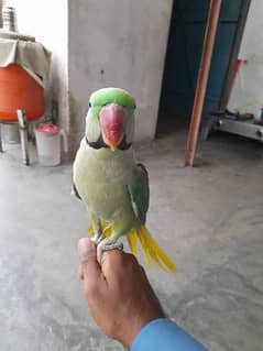 Raw parrot