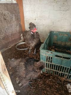 Silkie hens 1+2 best quality for sale 0341. . . . . 150. . . 8008