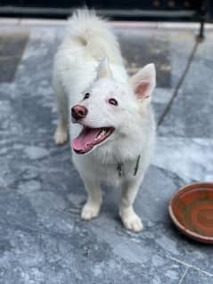 Russian puppy tripple coat pink nose