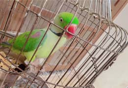 Green Parrot (Mithu Pahari)