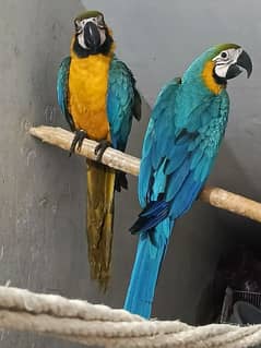 macaw Blue n Gold tame pair with DNA