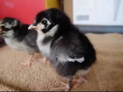 Chicks