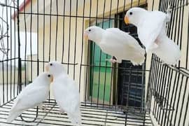 Love bird for sale Albino, Violet, Black move, Lutino, Green fisher