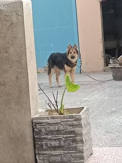 German shepherd tripple coated with papers