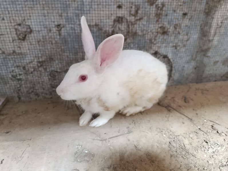 Desi Rabbit For Sale 0