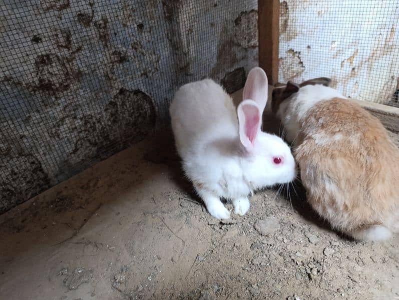 Desi Rabbit For Sale 3