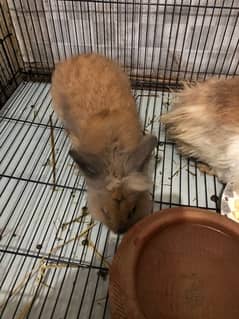 rabbits Belgium breed lion face pair