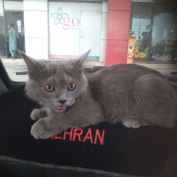 Persian Cat 3