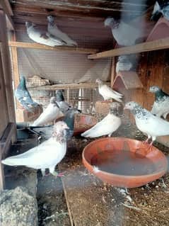 Kasuri and Sialkoti pigeons for sale.