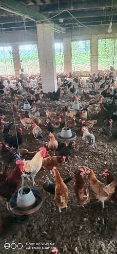 Golden misri / Egg laying / Hens / Murgiya / desi andy dyny wali murgi