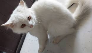 Golden Eyes Pure Persian Cat white