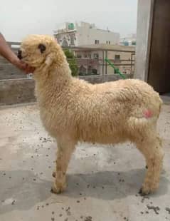 mundra goat 5 month age urgent sale 03268841920 0