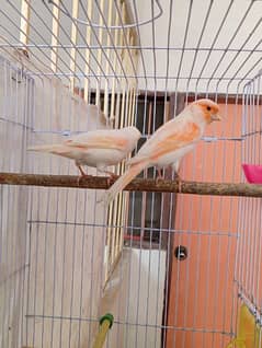 Red mosaic canary pair