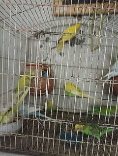 budgies