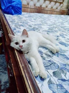 Persian cats | Punch Face | Tripel Coated Persian Cats For Sale 0