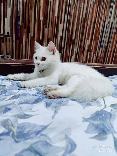 Persian cats | Punch Face | Tripel Coated Persian Cats For Sale 1