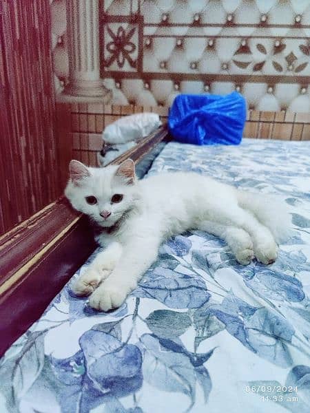 Persian cats | Punch Face | Tripel Coated Persian Cats For Sale 2