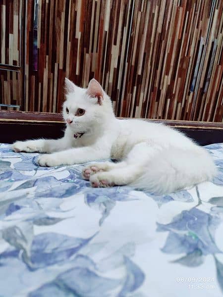 Persian cats | Punch Face | Tripel Coated Persian Cats For Sale 3