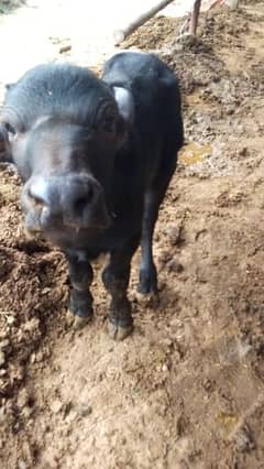 bhens k Bache for sale 2 male 1 female. . . cow