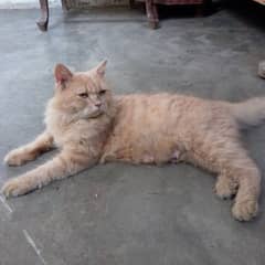 double coated cat Persian yellow and brown cat