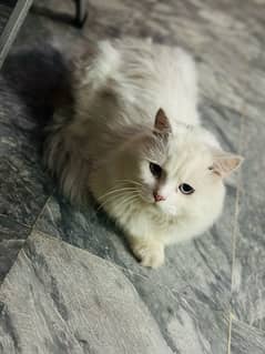 Male Russian triple coat cat for sale and healthy adult Blue grey eyes