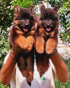 3ple coat gsd lowbak pair for sale