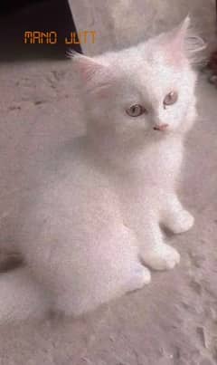 Triple coated white Persian cat