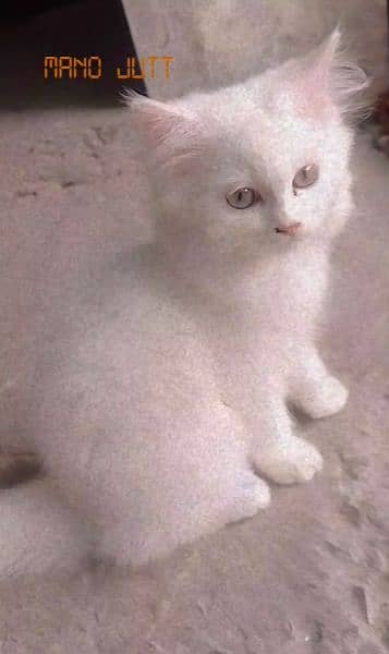 Triple coated white Persian cat 0