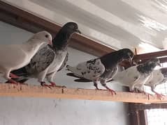 Pigeon (Breeder Pigeons & Ybs Pathay)