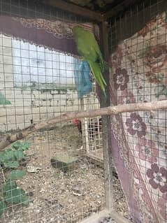 Persian Cat (Male) and green parrot (female)