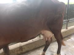 cow