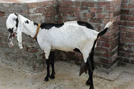 beetalgoat | bakri | goat | ablak bakri|beetal bakri |Doodh Wali Bakri