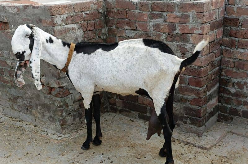 beetalgoat | bakri | goat | ablak bakri|beetal bakri |Doodh Wali Bakri 0