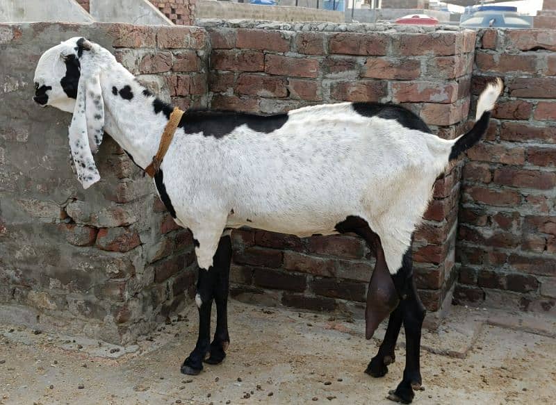 beetalgoat | bakri | goat | ablak bakri|beetal bakri |Doodh Wali Bakri 1