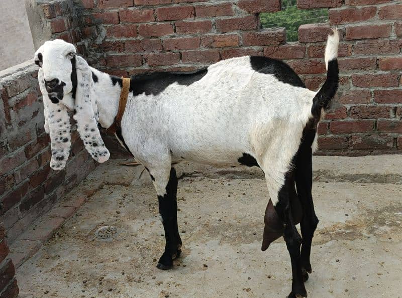 beetalgoat | bakri | goat | ablak bakri|beetal bakri |Doodh Wali Bakri 2