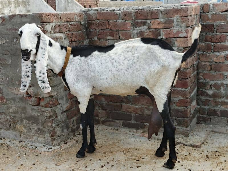 beetalgoat | bakri | goat | ablak bakri|beetal bakri |Doodh Wali Bakri 3