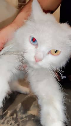 beautiful female persion white odd eyes cat