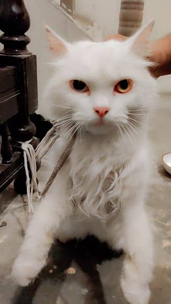 beautiful female persion white odd eyes cat 1