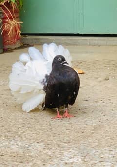 Blackbody white tail pair