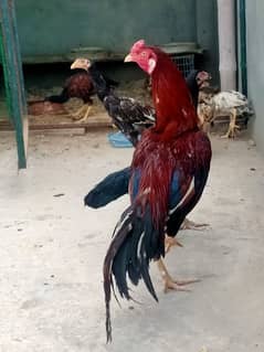 Assel murgha Hen