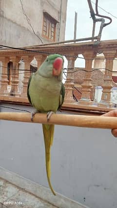 kashmiri raw parrot 14month