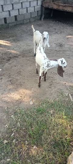 Goats for sale