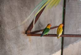 Fisher Breeder pair and one female blue pastel ino