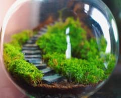 Moss decoration piece (Natural & Fresh)